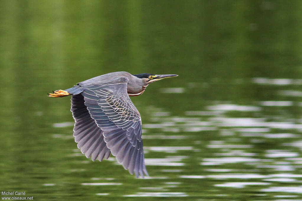 Striated Heronadult, Flight