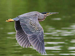 Striated Heron