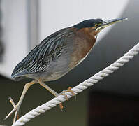 Green Heron