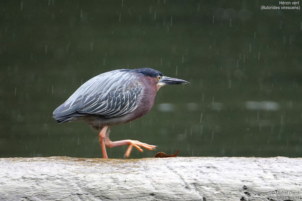 Green Heronadult