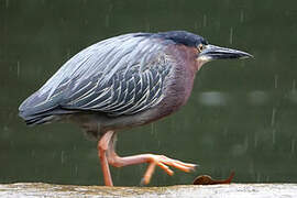 Green Heron