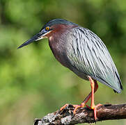 Green Heron
