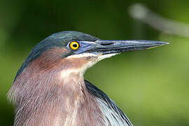 Green Heron