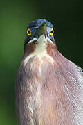 Green Heron
