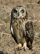 Short-eared Owl