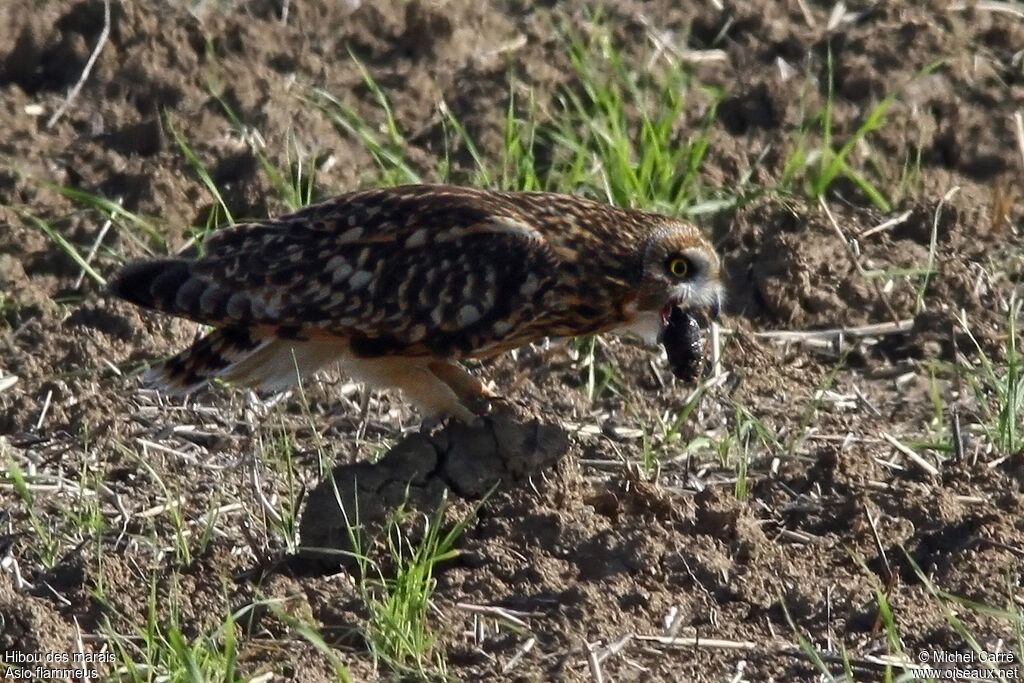 Hibou des marais, Comportement