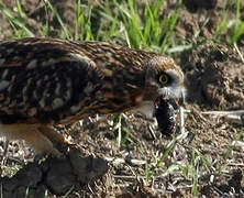 Hibou des marais
