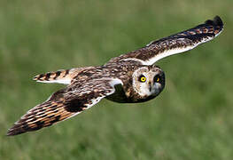 Short-eared Owl