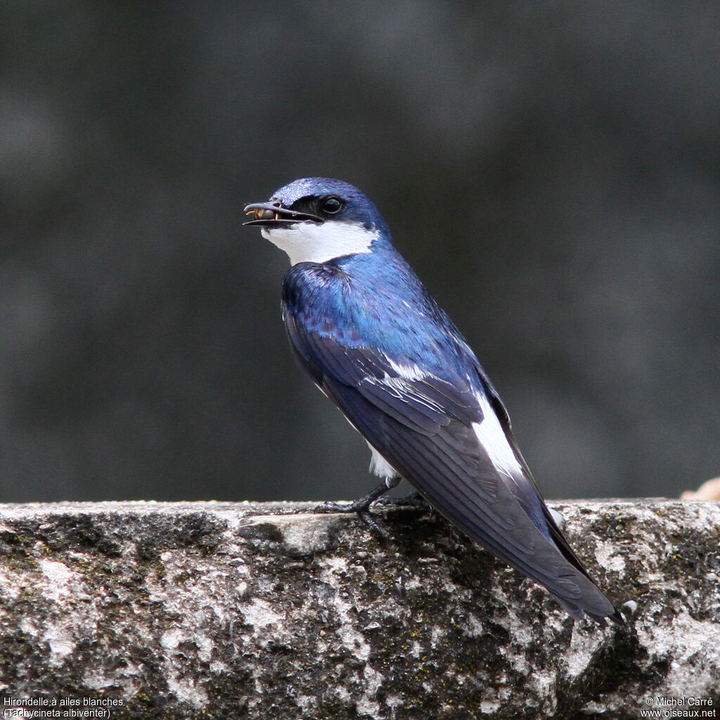 White-winged Swallow