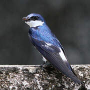 Hirondelle à ailes blanches