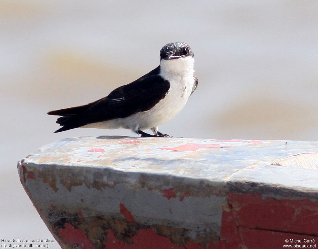 White-winged Swallow