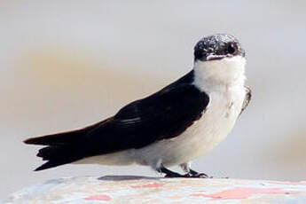 Hirondelle à ailes blanches