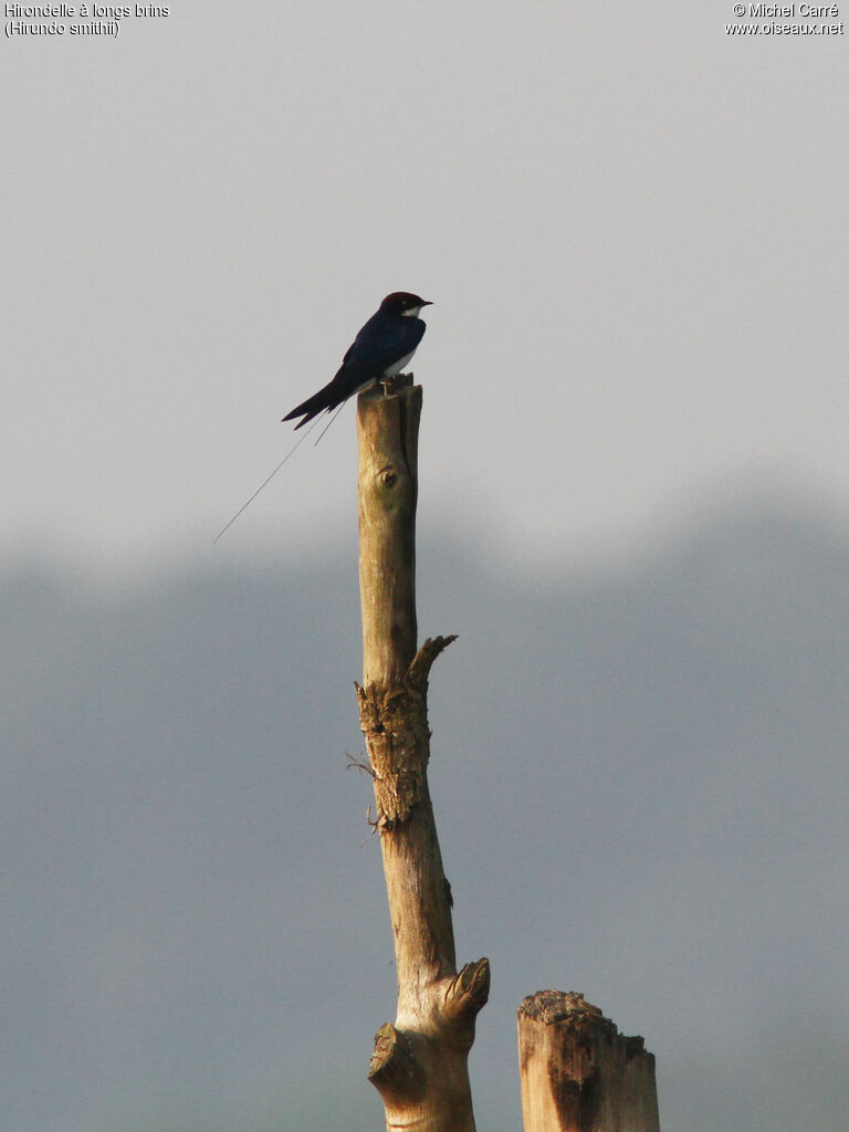 Hirondelle à longs brins