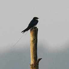 Hirondelle à longs brins