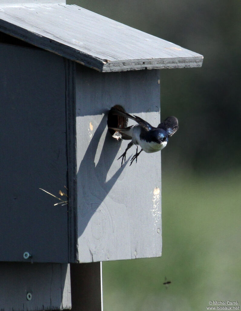 Tree Swallow male adult