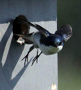 Tree Swallow