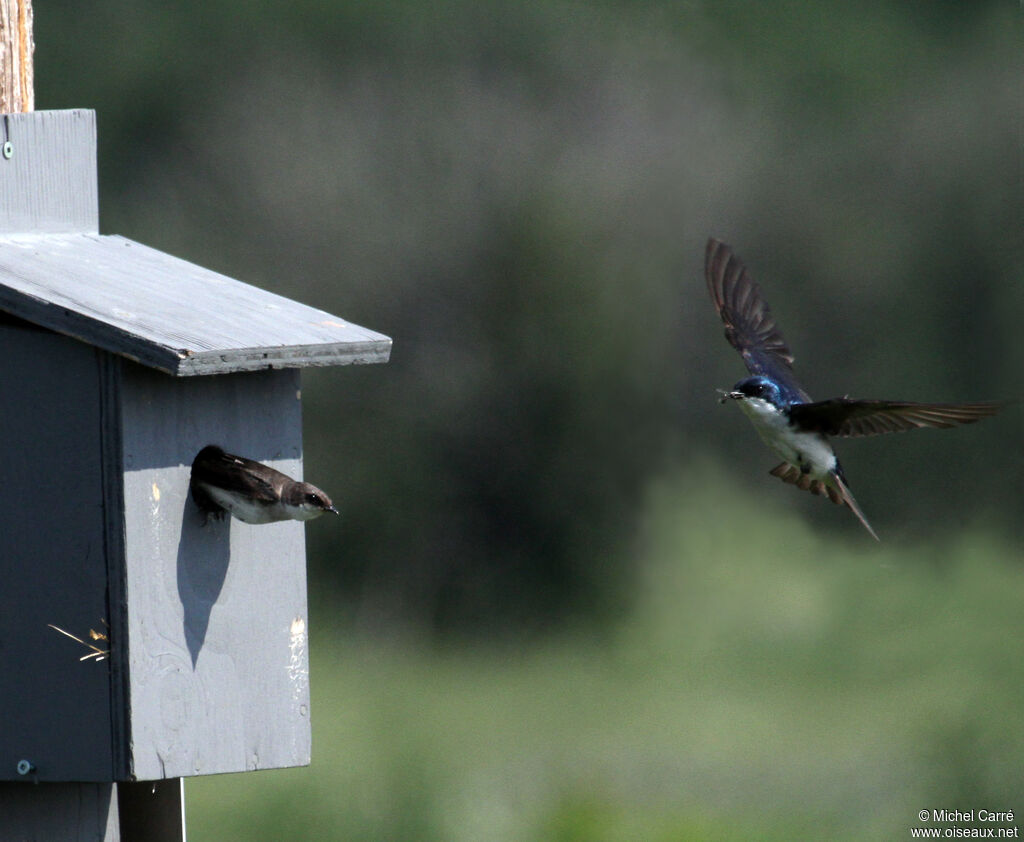 Tree Swallow adult