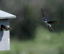 Tree Swallow