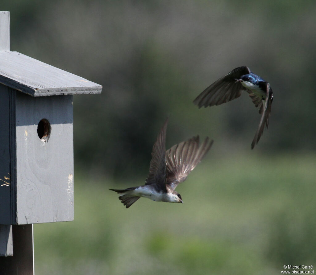 Tree Swallow 