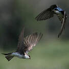 Hirondelle bicolore
