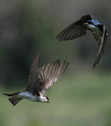 Tree Swallow