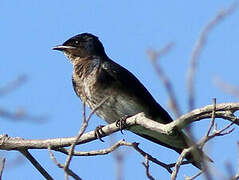 Grey-breasted Martin