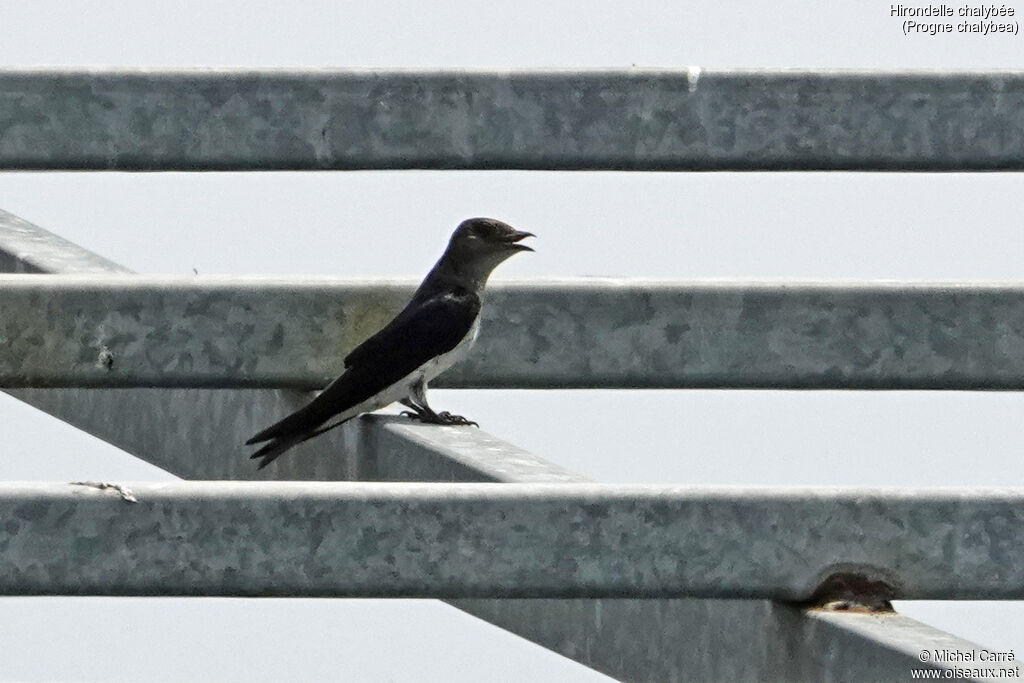 Hirondelle chalybéeadulte