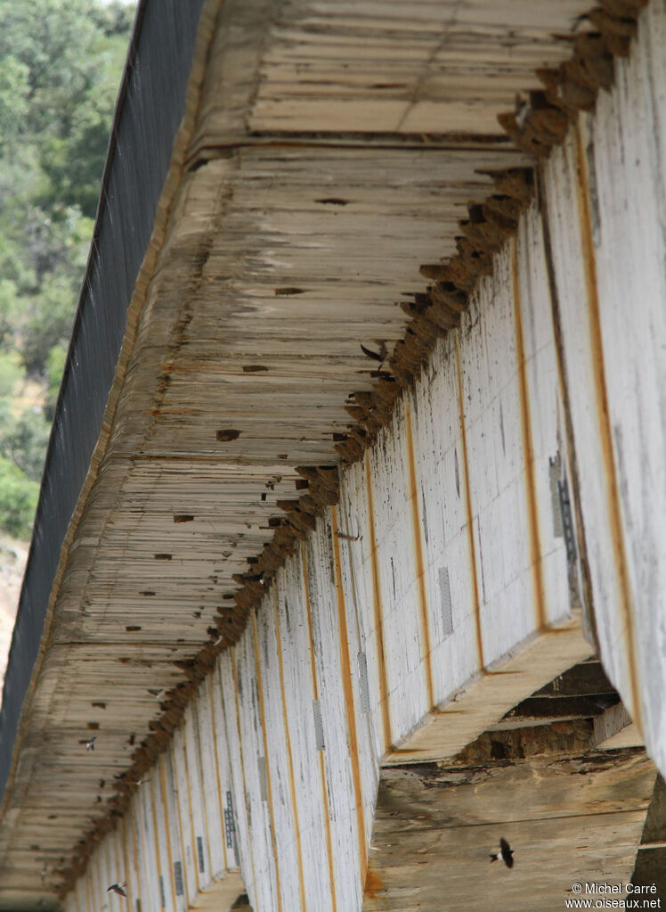 Western House Martin, Reproduction-nesting