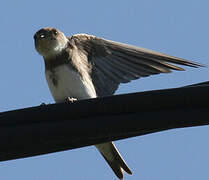 Sand Martin