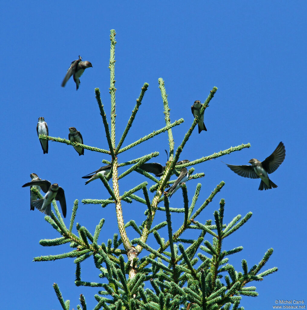 Sand Martin