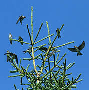 Sand Martin