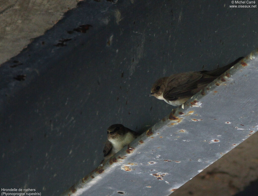 Eurasian Crag Martin