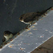 Eurasian Crag Martin