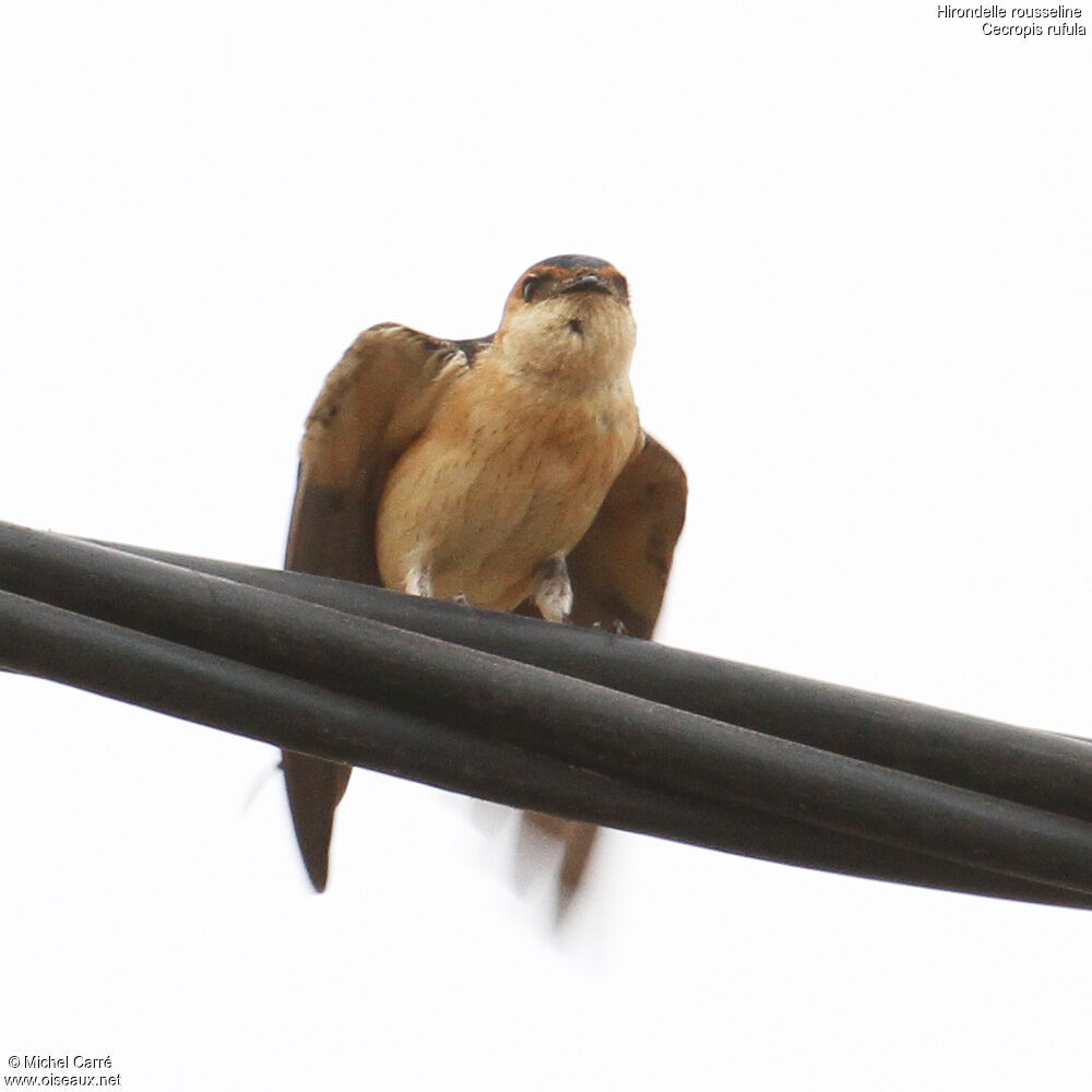 Hirondelle rousseline