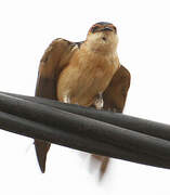 Red-rumped Swallow