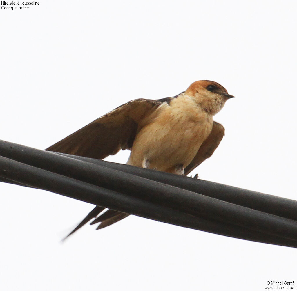 Hirondelle rousseline