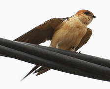 Red-rumped Swallow