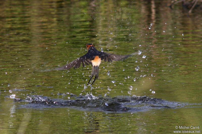 Red-rumped Swallow, Behaviour