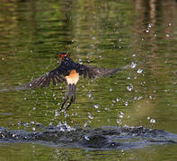 Red-rumped Swallow