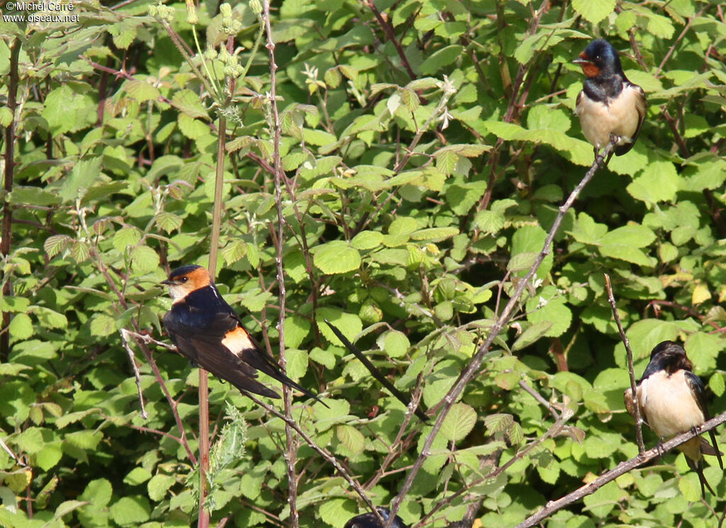 Hirondelle rousseline