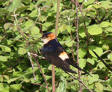 Hirondelle rousseline