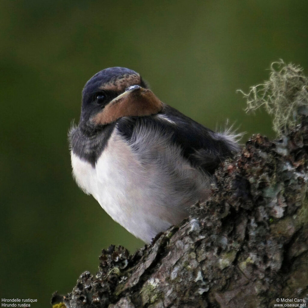 Hirondelle rustiquesubadulte, identification