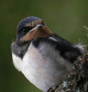 Barn Swallow