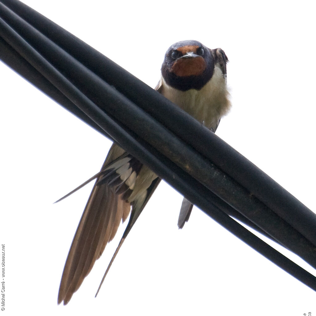 Hirondelle rustique, identification