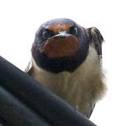 Barn Swallow