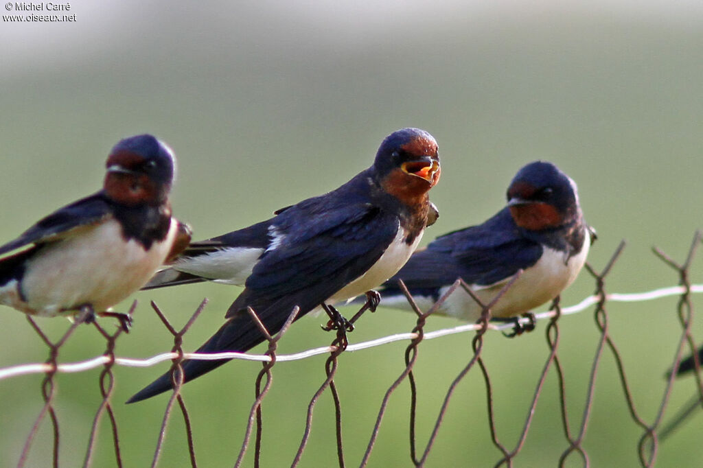 Barn Swallow