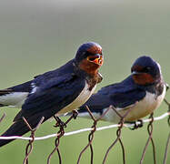 Barn Swallow