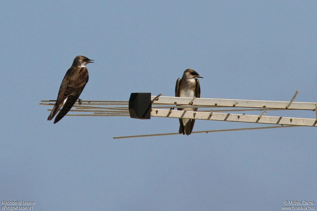 Brown-chested Martin