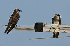 Brown-chested Martin