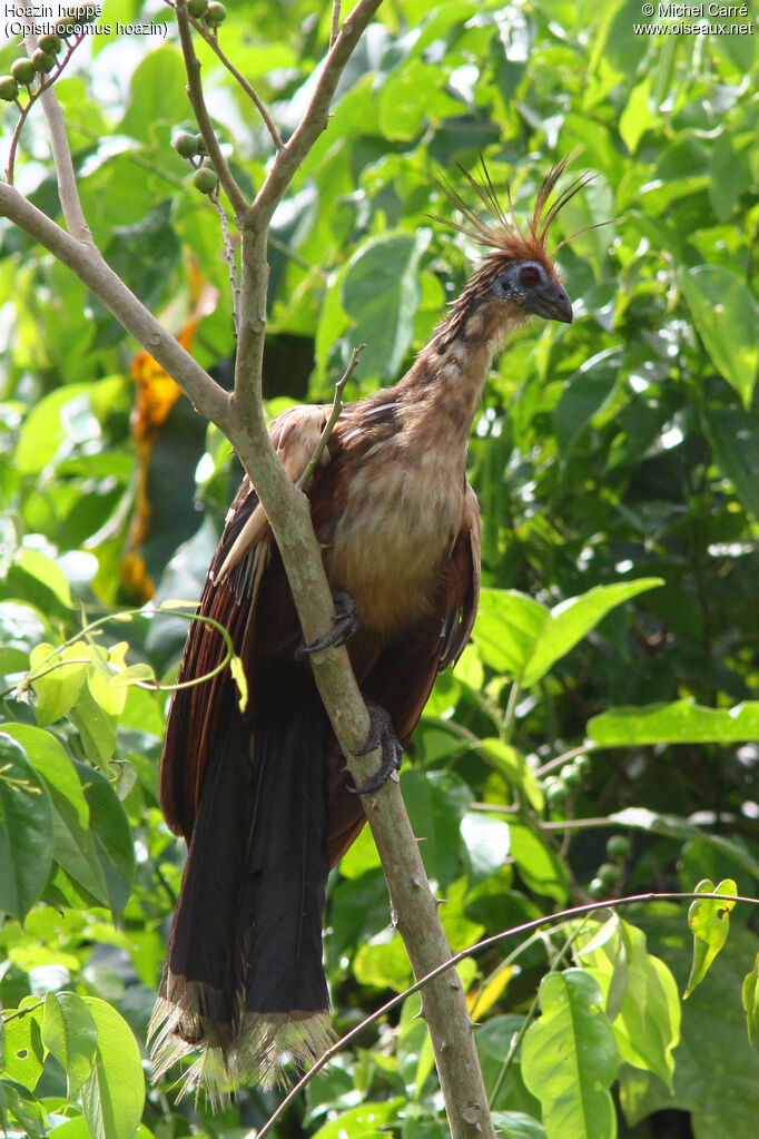 Hoatzin